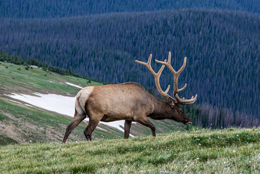 Washington Elk Hunting Schminter