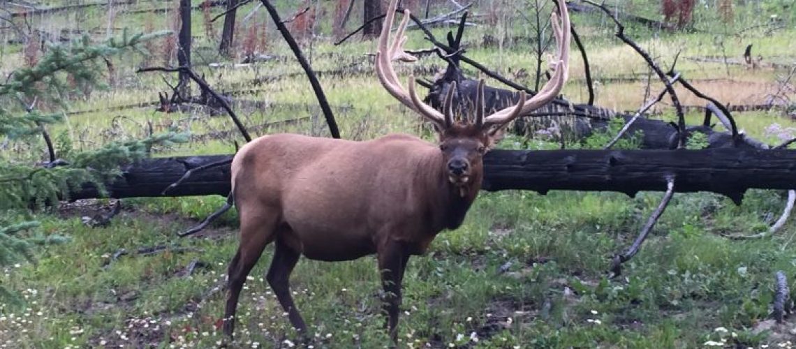 California-Elk-Hunting-768x576