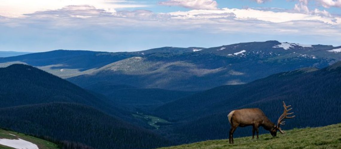 Elk-Hunting-Colorado-768x512