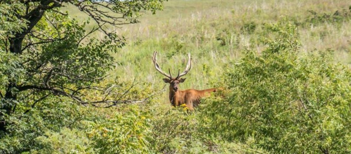 Kansas-Elk-Hunting-768x530