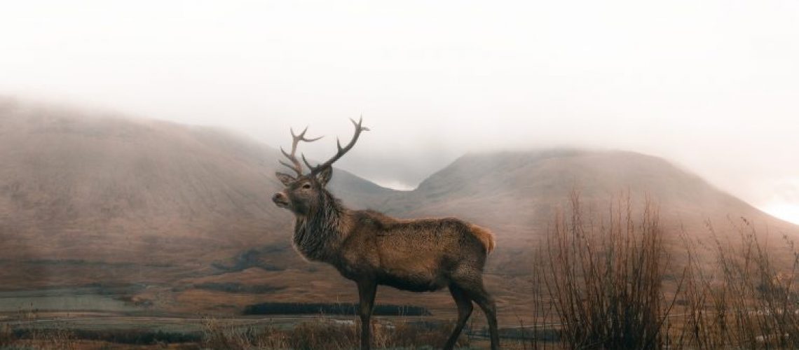 Montana-Elk-Hunting-768x512