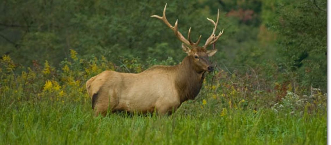 elk-hunting-kentucky