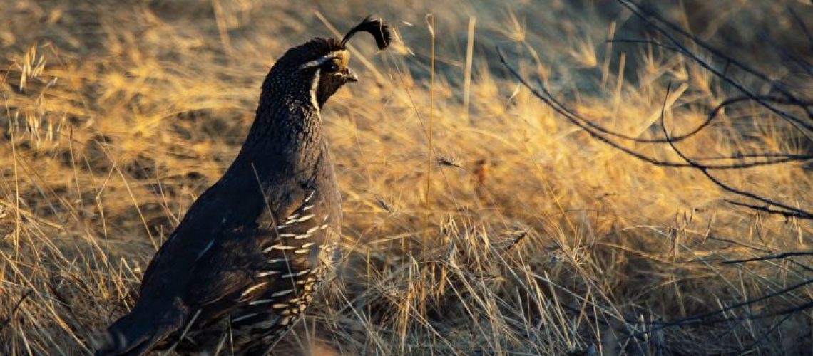 quail-hunting-texas-768x512